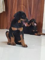 Doberman Pinscher Puppies for sale in Coimbatore, Tamil Nadu, India. price: 8000 INR