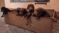 Doberman Pinscher Puppies for sale in Etah, Uttar Pradesh, India. price: 7000 INR