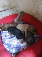 Doberman Pinscher Puppies for sale in Bengaluru, Karnataka, India. price: NA