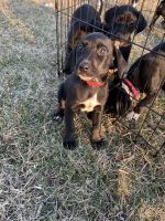 Doberman Pinscher Puppies for sale in Oak Harbor, OH 43449, USA. price: NA