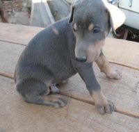 Doberman Pinscher Puppies for sale in Temecula, CA, USA. price: NA