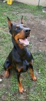 Doberman Pinscher Puppies for sale in Homer, NY, USA. price: NA