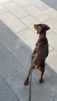 Doberman Pinscher Puppies for sale in 3060 SW 37th Ave, Miami, FL 33133, USA. price: NA