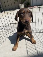 Doberman Pinscher Puppies for sale in Lindsay, CA 93247, USA. price: NA