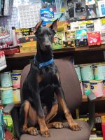 Doberman Pinscher Puppies for sale in Peoria, IL 61615, USA. price: NA