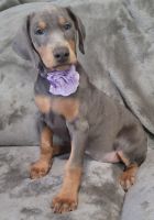 Doberman Pinscher Puppies for sale in Albany, OH 45710, USA. price: NA