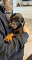 Doberman Pinscher Puppies for sale in Woodland Hills, Los Angeles, CA, USA. price: NA