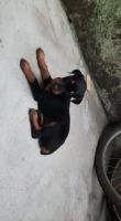 Doberman Pinscher Puppies for sale in Bokaro Steel City, Jharkhand, India. price: 9800 INR