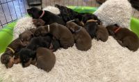 Doberman Pinscher Puppies for sale in Big Bear, CA 92314, USA. price: NA