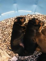 Doberman Pinscher Puppies for sale in Redding, CA, USA. price: NA