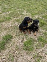 Doberman Pinscher Puppies for sale in Gainesville, GA, USA. price: NA