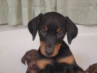 Doberman Pinscher Puppies for sale in Twentynine Palms, CA 92277, USA. price: NA