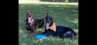 Doberman Pinscher Puppies for sale in Humble, TX 77339, USA. price: NA