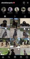 Doberman Pinscher Puppies for sale in Colton, CA, USA. price: NA