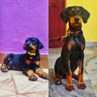 Doberman Pinscher Puppies for sale in Poojapura, Thiruvananthapuram, Kerala, India. price: 17000 INR