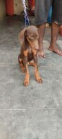 Doberman Pinscher Puppies for sale in R.S. Puram, Coimbatore, Tamil Nadu, India. price: 8000 INR