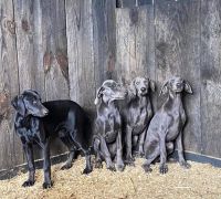 Doberman Pinscher Puppies for sale in Lynnville, TN 38472, USA. price: NA