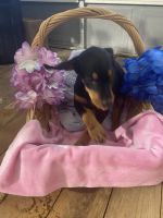 Doberman Pinscher Puppies for sale in Northern California, CA, USA. price: NA