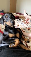 Doberman Pinscher Puppies for sale in 208 N Garth Ave, Columbia, MO 65203, USA. price: NA