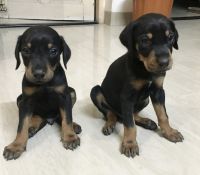 Doberman Pinscher Puppies for sale in Hadapsar, Pune, Maharashtra, India. price: 15000 INR
