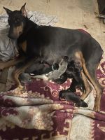 Doberman Pinscher Puppies for sale in Maywood, IL 60153, USA. price: NA