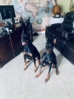 Doberman Pinscher Puppies for sale in Sicklerville, Winslow Township, NJ 08081, USA. price: NA