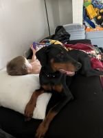 Doberman Pinscher Puppies for sale in Olmsted Falls, OH 44138, USA. price: NA