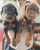 Doberman Pinscher Puppies for sale in Chennai, Tamil Nadu, India. price: 10000 INR