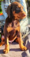 Doberman Pinscher Puppies for sale in Myakka City, FL 34251, USA. price: NA
