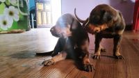 Doberman Pinscher Puppies for sale in Shahapur, Maharashtra 421601, India. price: 13000 INR