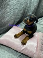 Doberman Pinscher Puppies for sale in Church Point, LA 70525, USA. price: NA