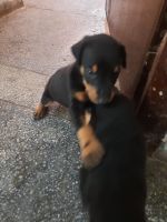 Doberman Pinscher Puppies for sale in Sector 21C, Faridabad, Haryana 121001, India. price: 8000 INR