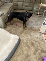 Doberman Pinscher Puppies for sale in MD-210, Indian Head, MD, USA. price: NA
