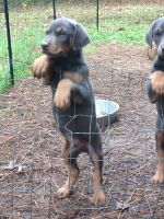 Doberman Pinscher Puppies for sale in Livingston, LA 70754, USA. price: NA