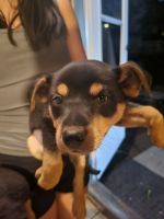 Doberman Pinscher Puppies for sale in Milwaukee, WI, USA. price: NA