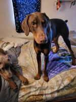 Doberman Pinscher Puppies for sale in Lima, OH, USA. price: NA