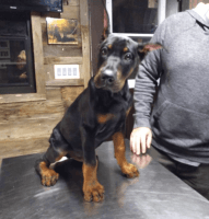 Doberman Pinscher Puppies for sale in Liverpool, TX 77577, USA. price: NA