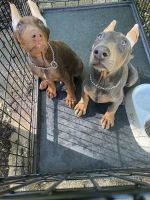 Doberman Pinscher Puppies for sale in Atlanta, GA, USA. price: NA