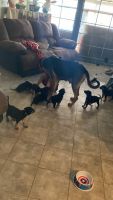 Doberman Pinscher Puppies for sale in Phoenix, AZ 85033, USA. price: NA