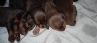 Doberman Pinscher Puppies for sale in Ratlam, Madhya Pradesh 457001, India. price: 7000 INR