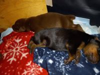 Doberman Pinscher Puppies for sale in Floresville, TX 78114, USA. price: NA
