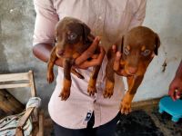 Doberman Pinscher Puppies for sale in MalladiHalli, Karnataka 577531, India. price: 577531 INR