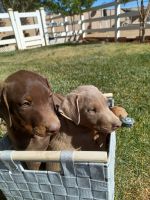 Doberman Pinscher Puppies for sale in Hesperia, CA, USA. price: NA