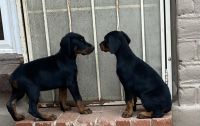 Doberman Pinscher Puppies Photos