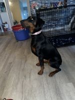 Doberman Pinscher Puppies for sale in Suitland-Silver Hill, MD, USA. price: NA