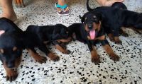 Doberman Pinscher Puppies for sale in Bidhannagar, Kolkata, West Bengal, India. price: 16000 INR