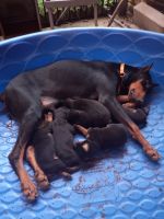 Doberman Pinscher Puppies for sale in Perkinston, MS 39573, USA. price: NA