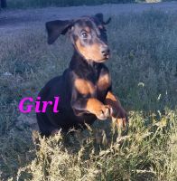 Doberman Pinscher Puppies for sale in Twin Falls, ID, USA. price: NA