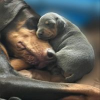 Doberman Pinscher Puppies for sale in Grand Rivers, KY 42045, USA. price: NA