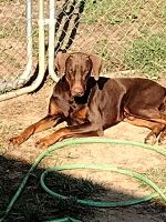Doberman Pinscher Puppies for sale in Lexington, NC, USA. price: NA